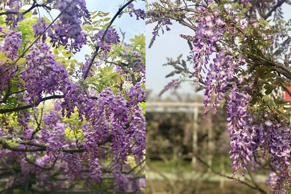 紫藤咖啡園為了維持花卉品質，每年僅在春季時分開園供大家欣賞。