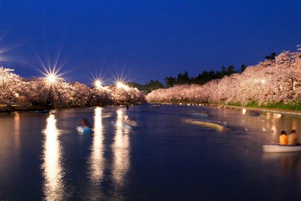弘前櫻花季時的夜櫻景致 (圖／青森県観光)