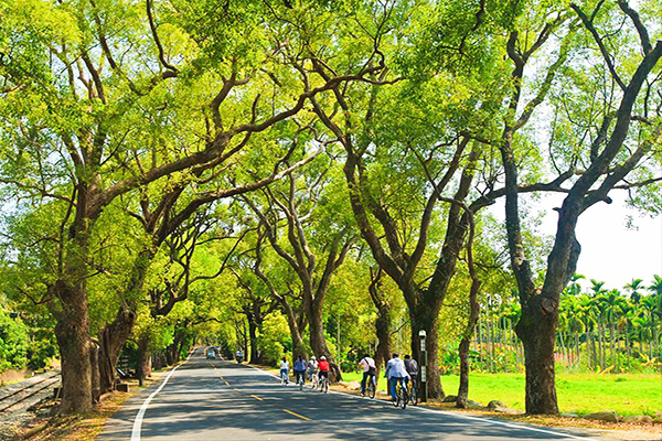 集集綠色隧道 (圖／日月潭國家風景區管理處)