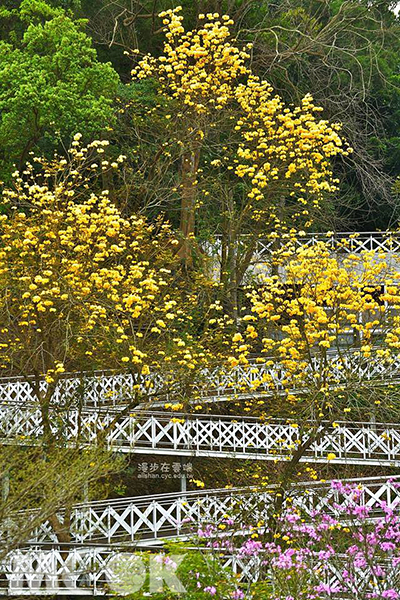 嘉義竹崎親水公園黃花風鈴木 (圖片提供／漫步在雲端的阿里山)