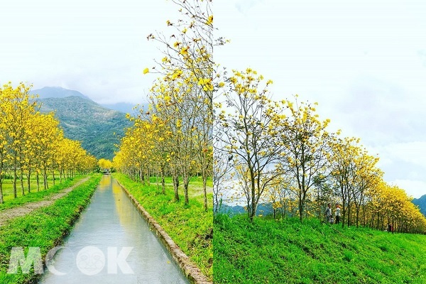 正逢盛花期的黃花風鈴木盛開，綿延近300公尺長的動人景緻美得令人屏息。（圖片提供／chienming_wang）