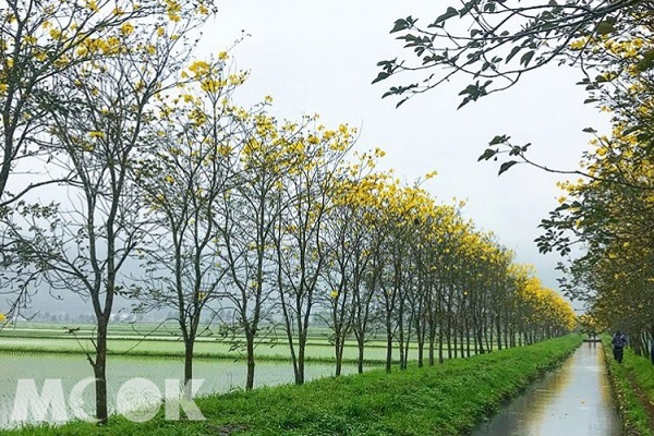 輝映在水圳上的鮮艷黃花，讓水圳猶如漫漫黃金河般美麗，成為近期火速竄紅的打卡景點。（圖片提供／katherine.826）