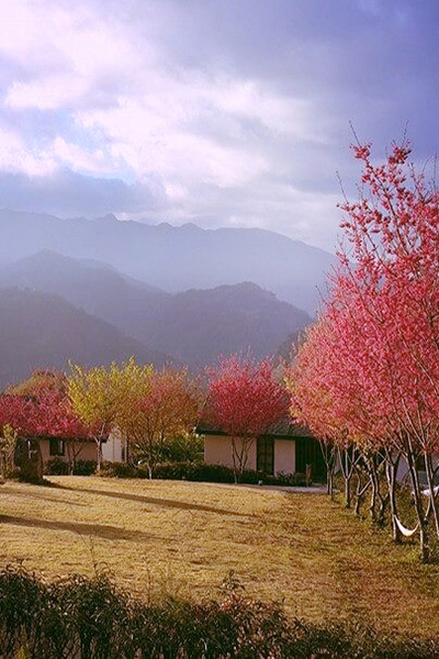 印象泰雅四季繽紛山林 (圖／印象泰雅)