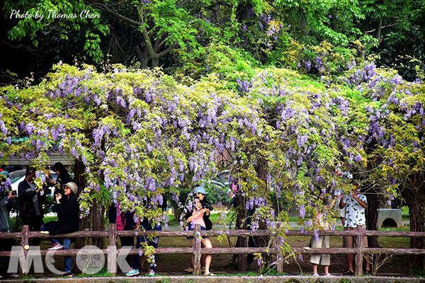 桃園龜山的大湖紀念公園，沿著公園的步道漫步，即會看見大片垂掛於藤架上的紫藤花瀑布 (圖片提供／Thomas Chen)