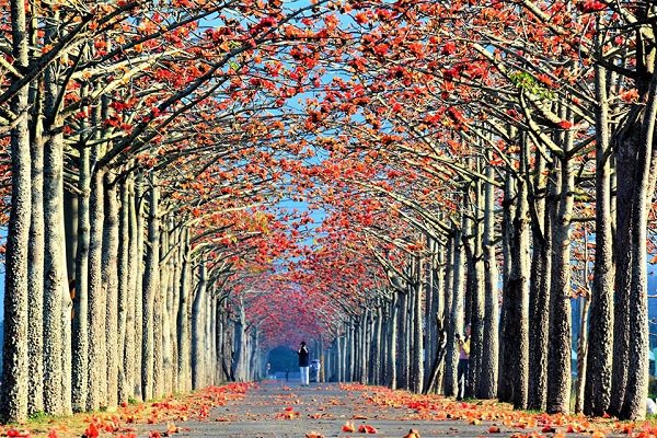 白河的林初埤木棉花道為全球15大最美花海漫步道之一 (圖／稻荷咖工作坊)