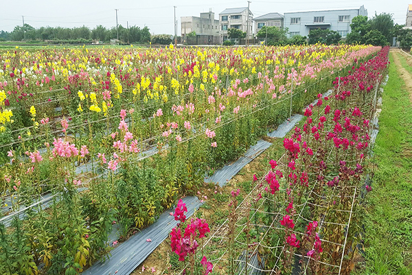 向陽農場為北台灣最大的向日葵主題農場