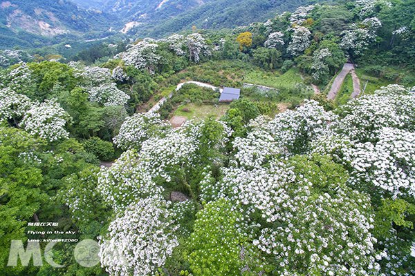 桐花季賞花提早規劃  全台七大賞桐景點