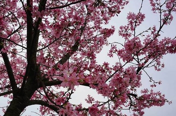 三芝櫻花季每年都吸引大批遊客賞花。(圖／2018新北三芝櫻花季，以下同)