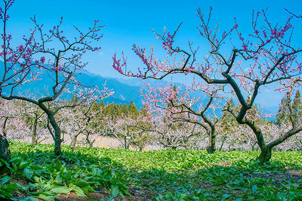 福壽山農場桃花進入盛開期