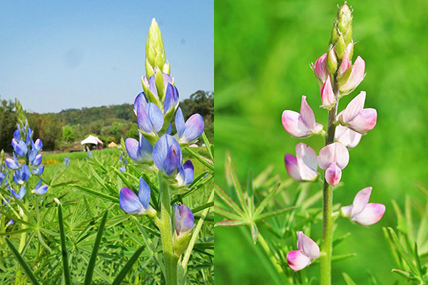 龍潭三水社區藍色魯冰花 (圖／戀戀魯冰花現大北坑)