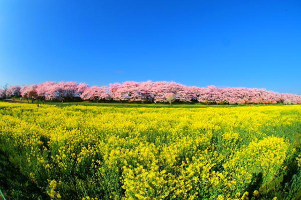 大片金黃花海夢幻到不行  日本八大油菜花景點