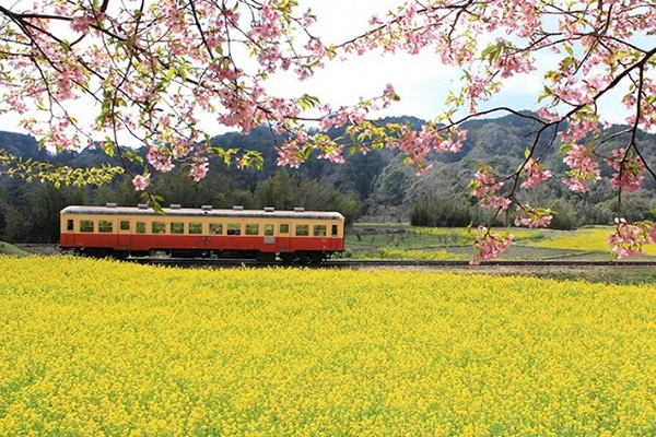 小湊鐵道油菜花田 (圖／photoAC)