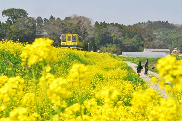 夷隅鐵道油菜花田 (圖／いすみ鉄道株式会社)