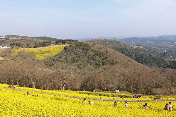 母親牧場 (圖／マザー牧場)