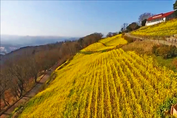 母親牧場大片的油菜花海 (圖／マザー牧場)