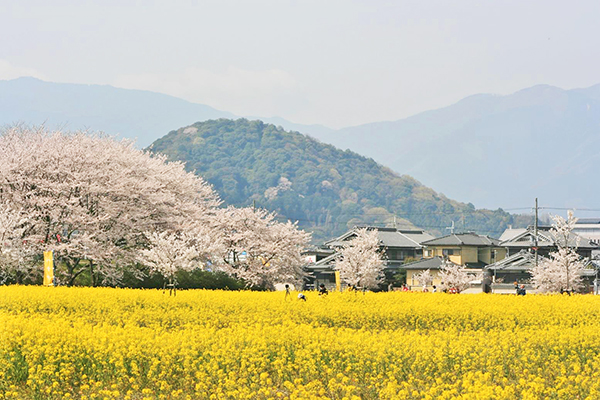 藤原宮跡油菜花田 (圖／橿原市観光情報)