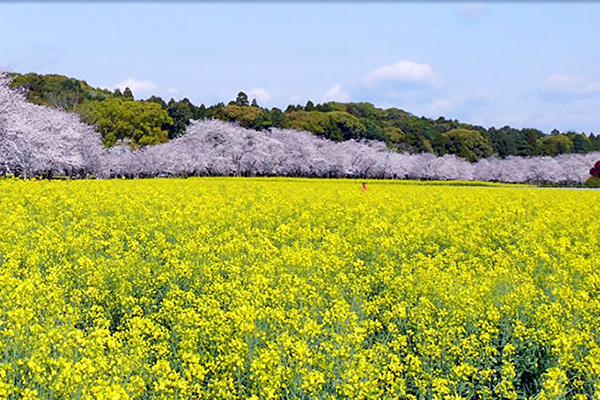 西都原古墳群 (圖／西都原古墳群)