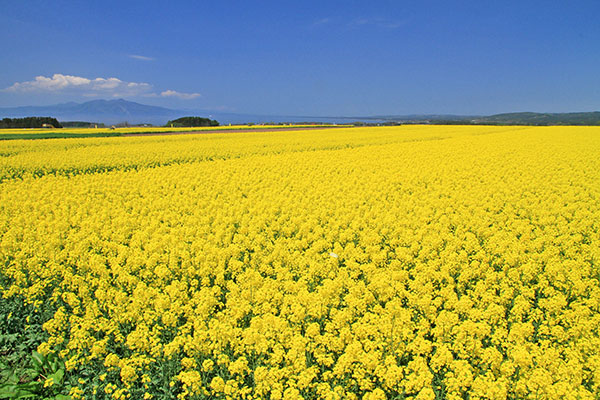 橫濱町油菜花田 (圖／青森縣觀光信息)