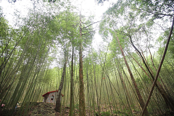 八仙山森林遊樂區 (圖／台中市政府)