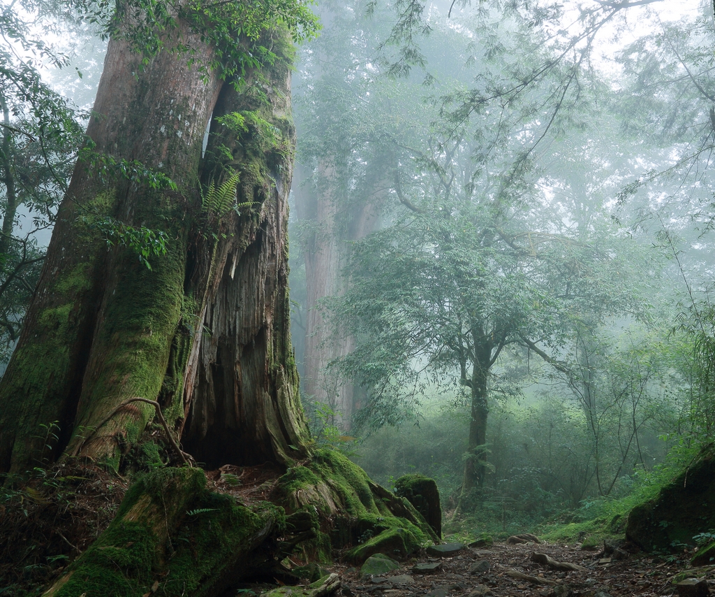 阿里山神木 (圖／交通部觀光局)