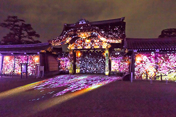 世界遺產變身光雕絕景  二條城櫻花祭世界最驚艷