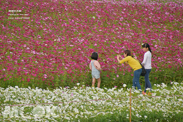 波斯菊花海可延續至4月中旬