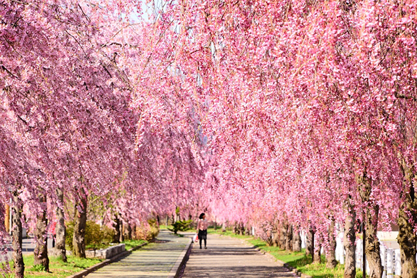 每逢櫻花季，千株的垂枝櫻同步盛開 (圖／photo-AC，以下同)