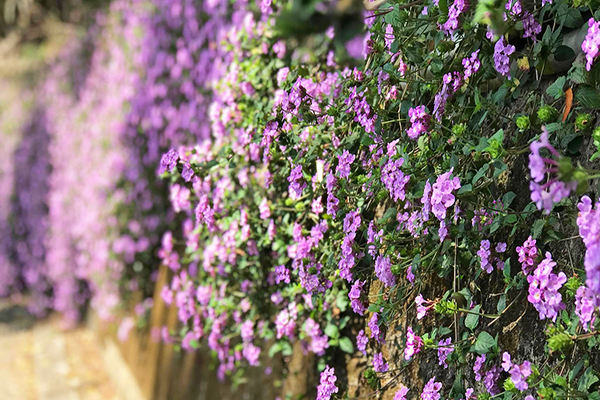 鄉村草莓園馬纓丹花牆 (圖／鄉村草莓園)