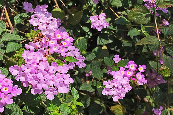 苗栗夢幻花牆 (圖／鄉村草莓園)