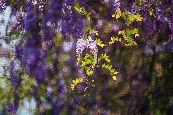 3月底至4月初約是最佳賞花期