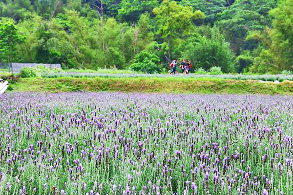 2萬株薰衣草盡收眼底  全台最大園區免費參觀