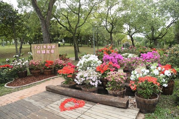 大安森林公園內超過400株杜鵑花盛開，是今年必去的賞杜鵑花景點。