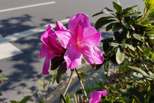 小巧的杜鵑花盛開，在人行道、分隔島及道路旁都可以找尋到可愛的杜鵑花身影。