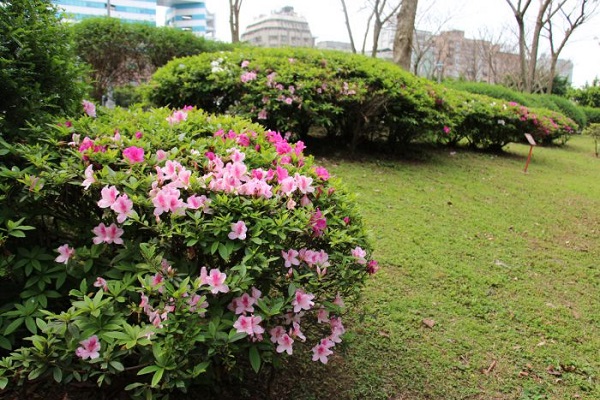 中央藝文公園盛開的平戶杜鵑