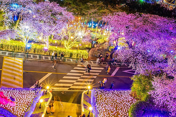 櫻花被夜晚絢麗的LED照耀著