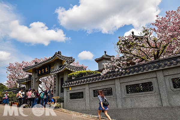 櫻花紫藤大爆發！東方寺免費賞櫻勝地