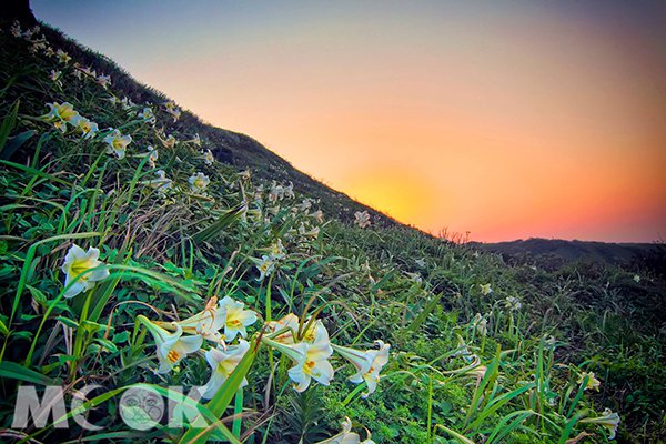 麟山鼻百合花海夕陽美景 (圖片提供／毛俊庭)