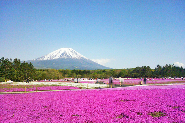 粉紅大地美景此生必看  日本六大芝櫻景點