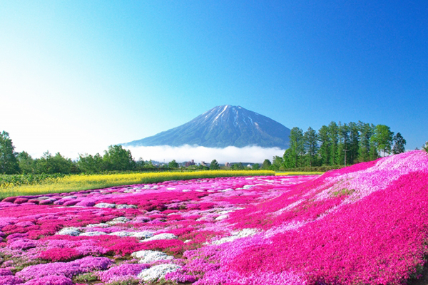 富士芝櫻季 (圖／photoAC)