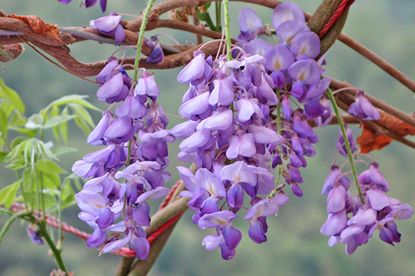春季還有紫藤花可以欣賞，賞花期約至4月上旬