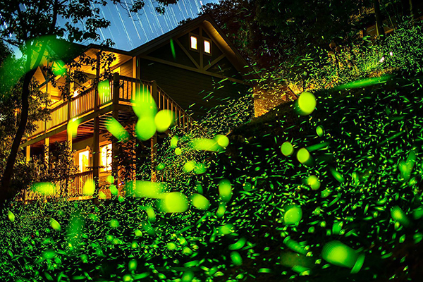 每年3到6月園區內都會有大量的螢火蟲出現 (圖／遇見彩虹生態村，以下同)