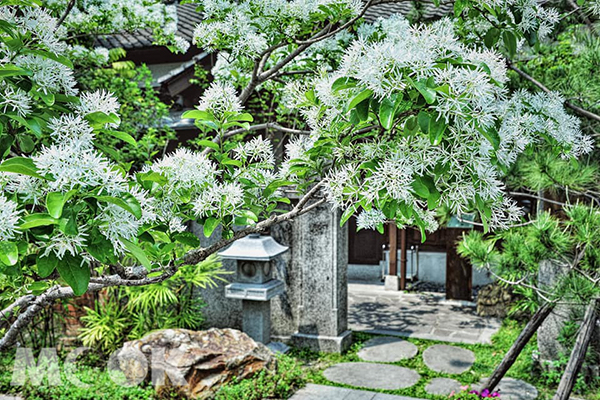 雪白花海春日必賞亮點  全台十大流蘇花景點