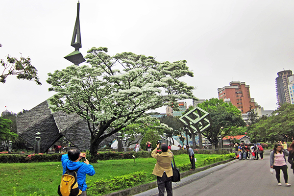 二二八公園流蘇花盛開 (圖／台北市政府)