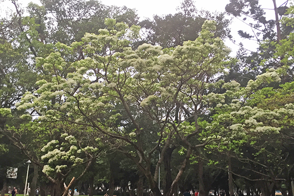 士林前港公園 (圖／台北市政府)