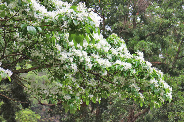 虎頭山公園流蘇花 (圖／桃園市政府)