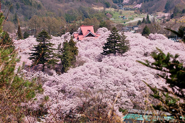 每年4月是高遠城址的櫻花季，盛開時整座公園被染成淡粉色