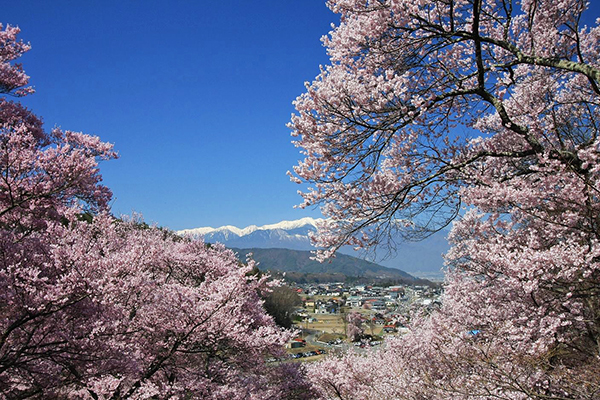 公園內種植有超過1,500株的櫻樹，在雄偉壯麗的阿爾卑斯作為背景襯托下，更使賞櫻遊客流連忘返