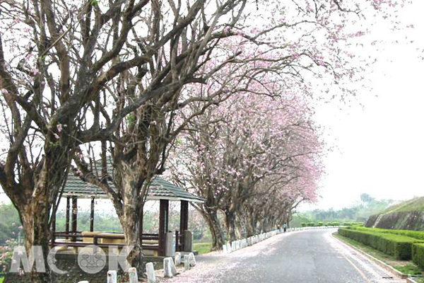 南洋櫻花香榭大道。