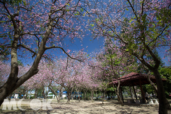 台南公園羊蹄甲。