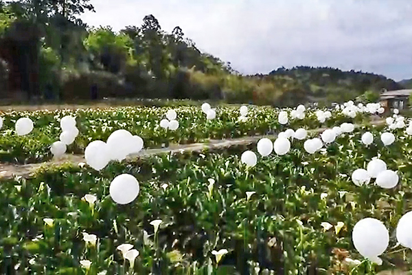 替雲霧飄渺的竹子湖添增浪漫氛圍